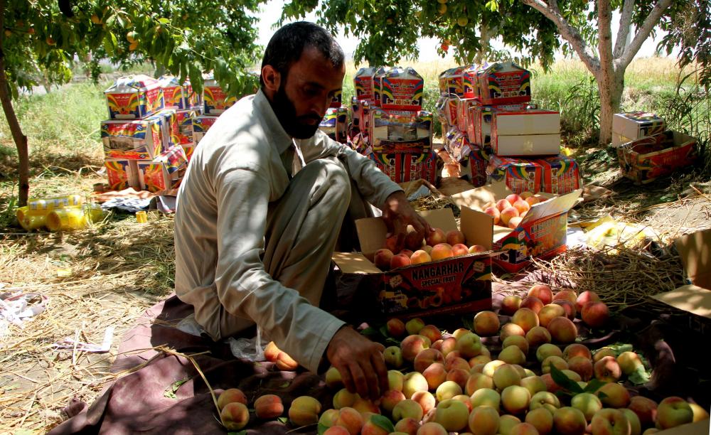 The Weekend Leader - Taliban forcing Afghan farmers in distress to pay 'zakat' tax
